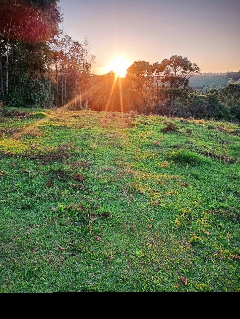 Foto - Curitiba - Capão da Imbuia