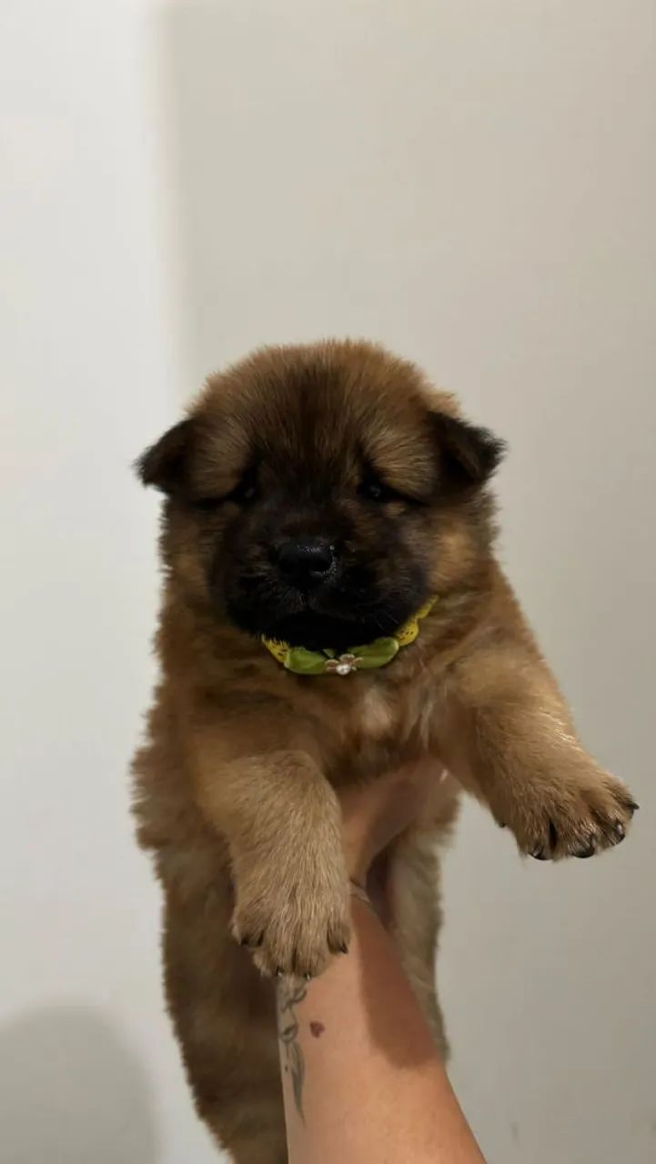 Vendo Chow chow  - Foto 2