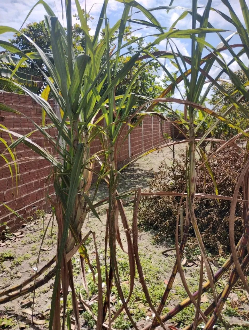 Vendo terreno  - Foto 4