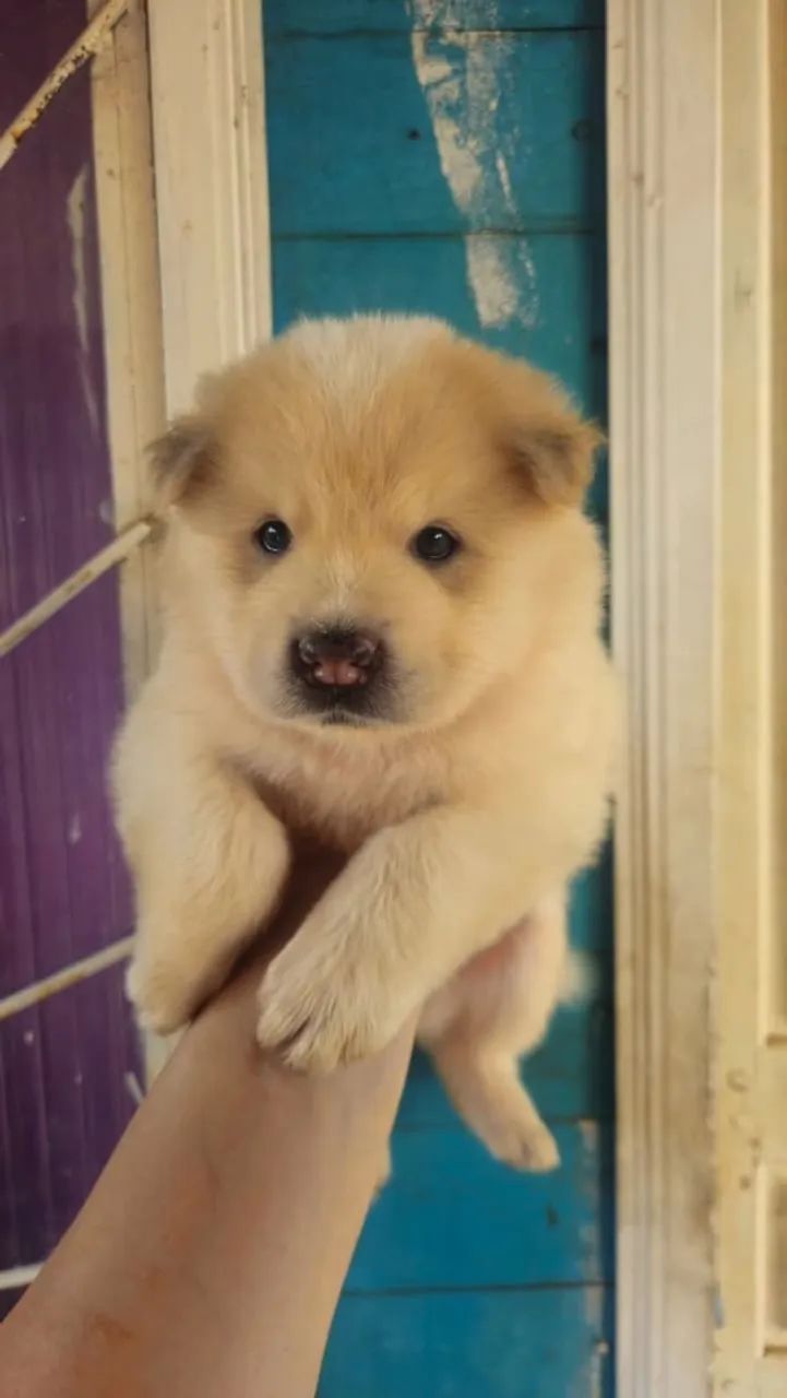 Chow Chow  - Foto 2