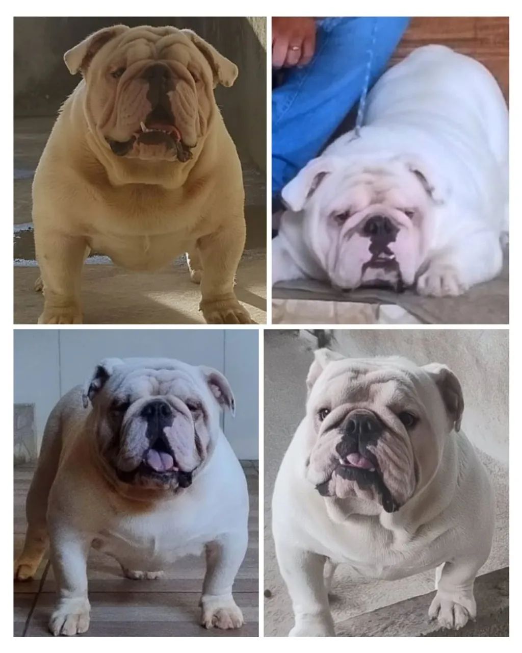 Buldogue  - Foto 4