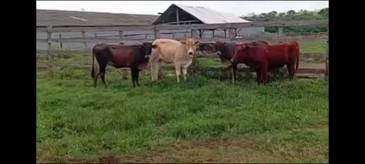 Novilhas cruzamento angus e simental