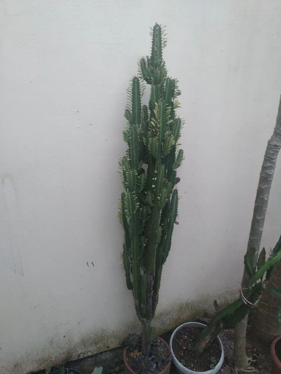 Cactos com vaso cerâmico