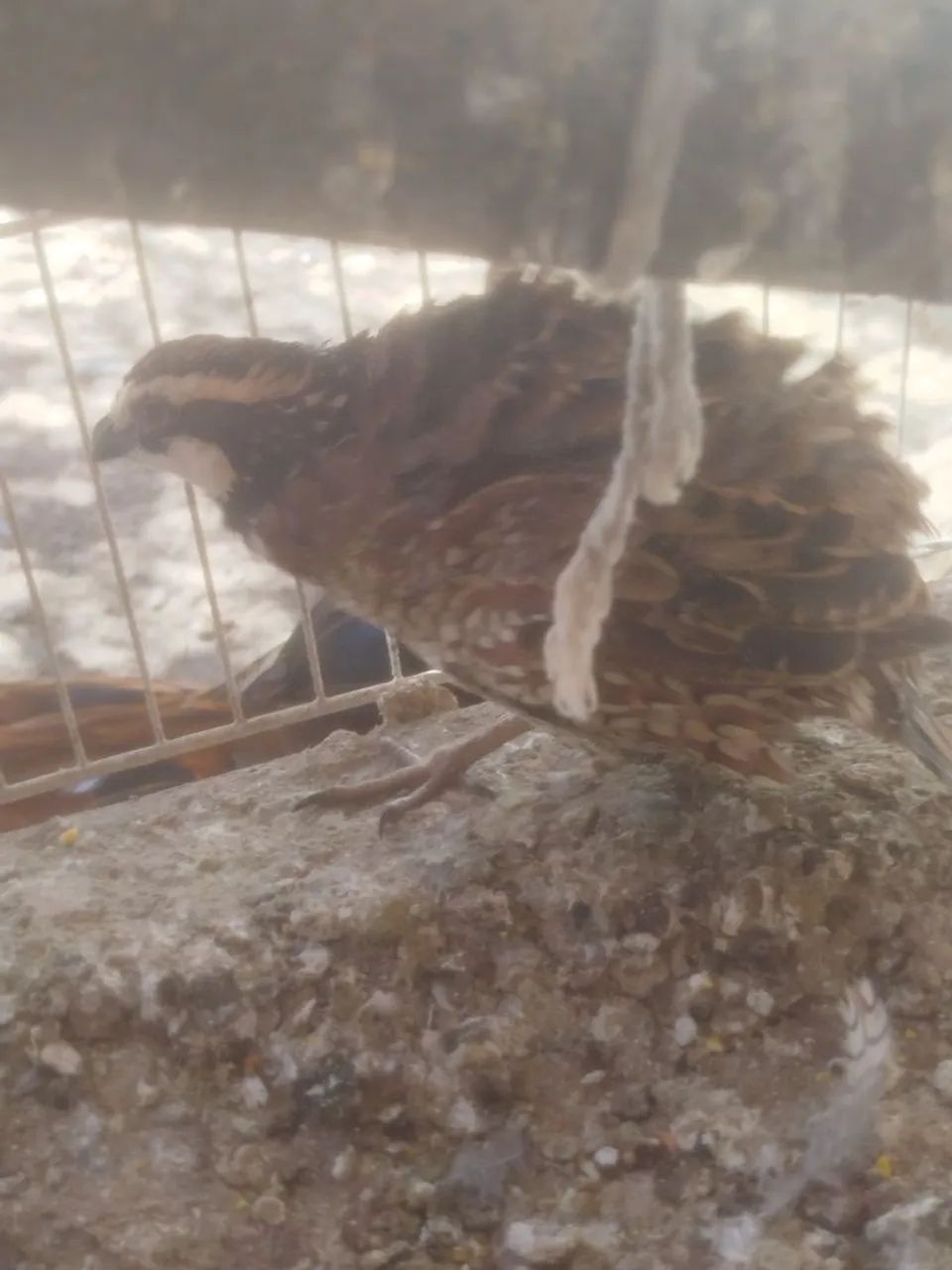 Codorna bobwhite (macho) - Foto 2