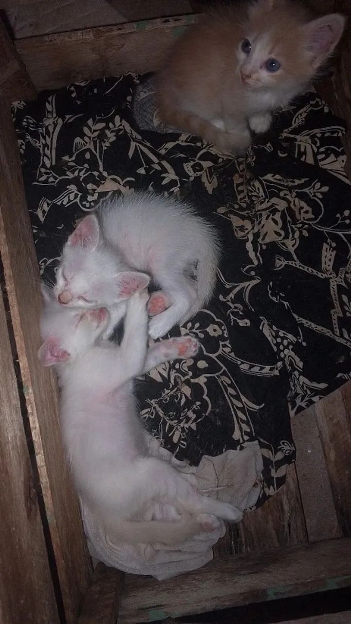 Gata - Foto 4