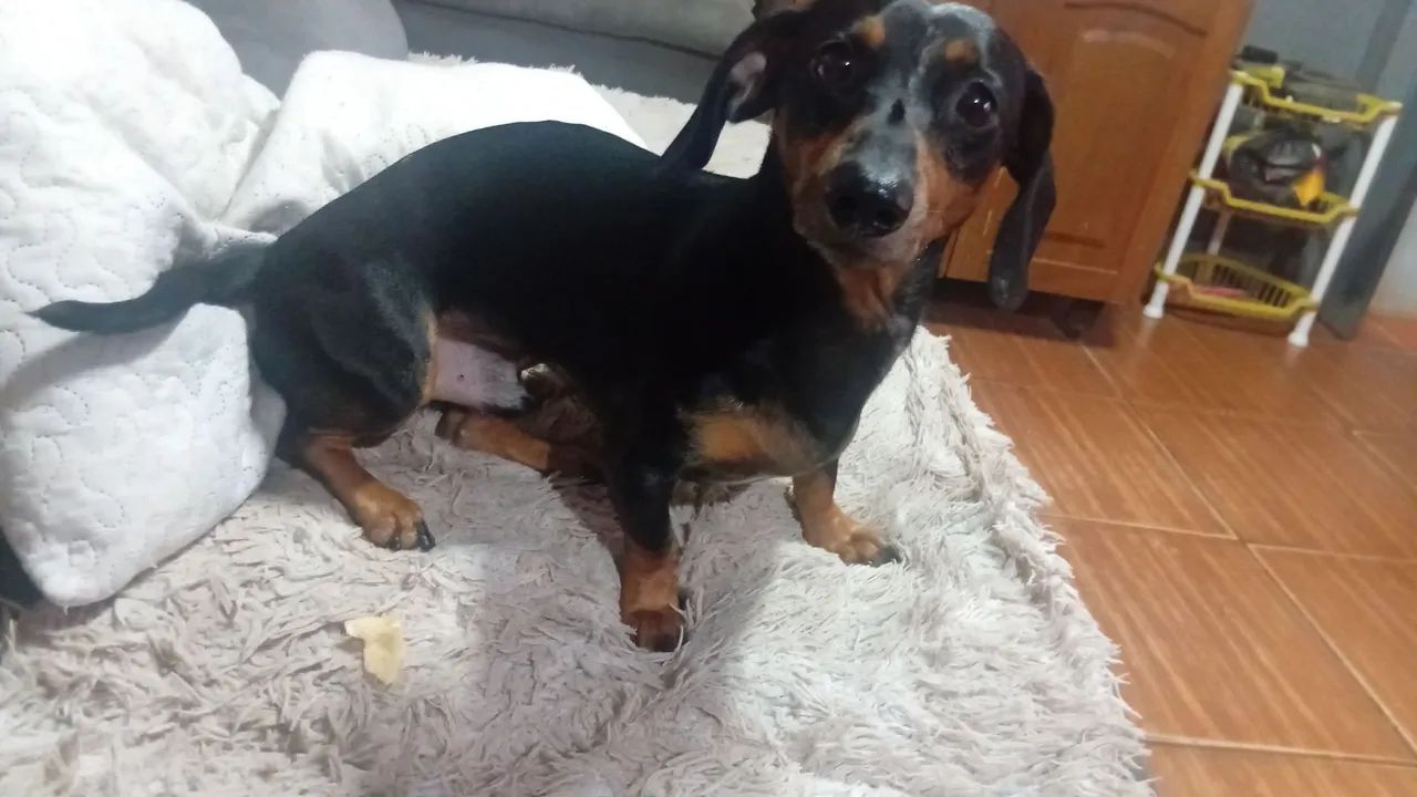 Vendo basset salsicha macho  - Foto 2
