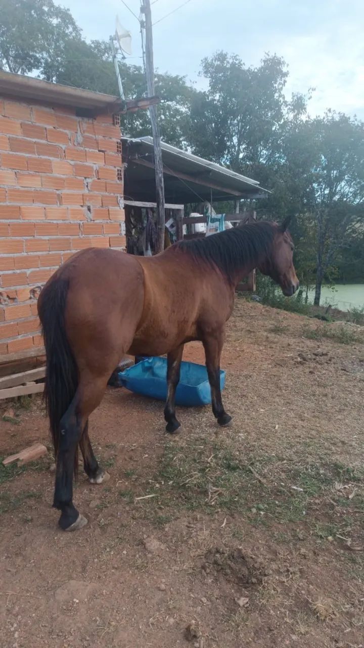 Cavalo - Foto 2