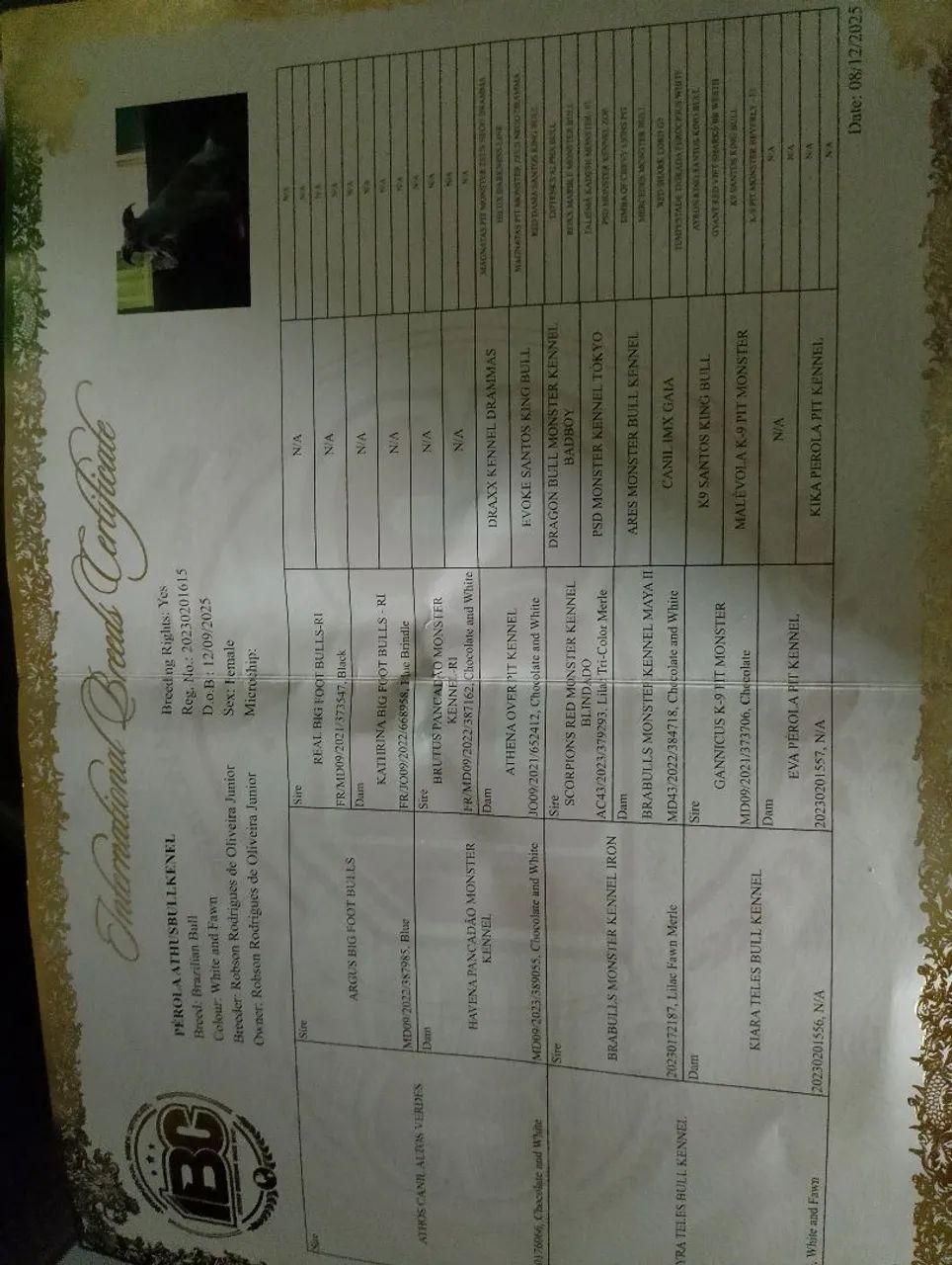 Vendo uma fêmea de pitimost  - Foto 3