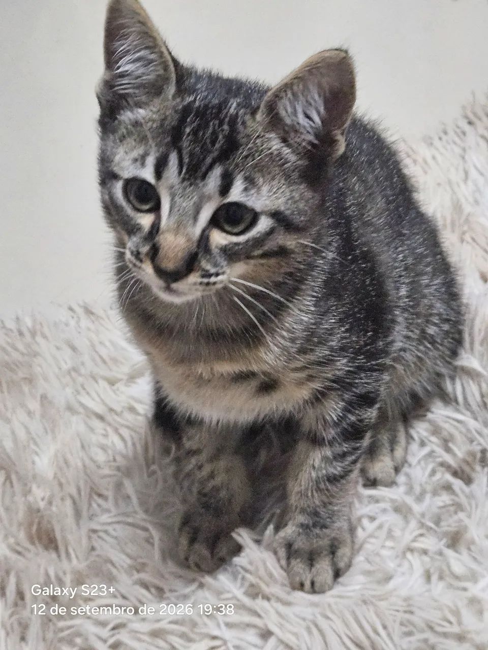Doação de gato - Foto 3