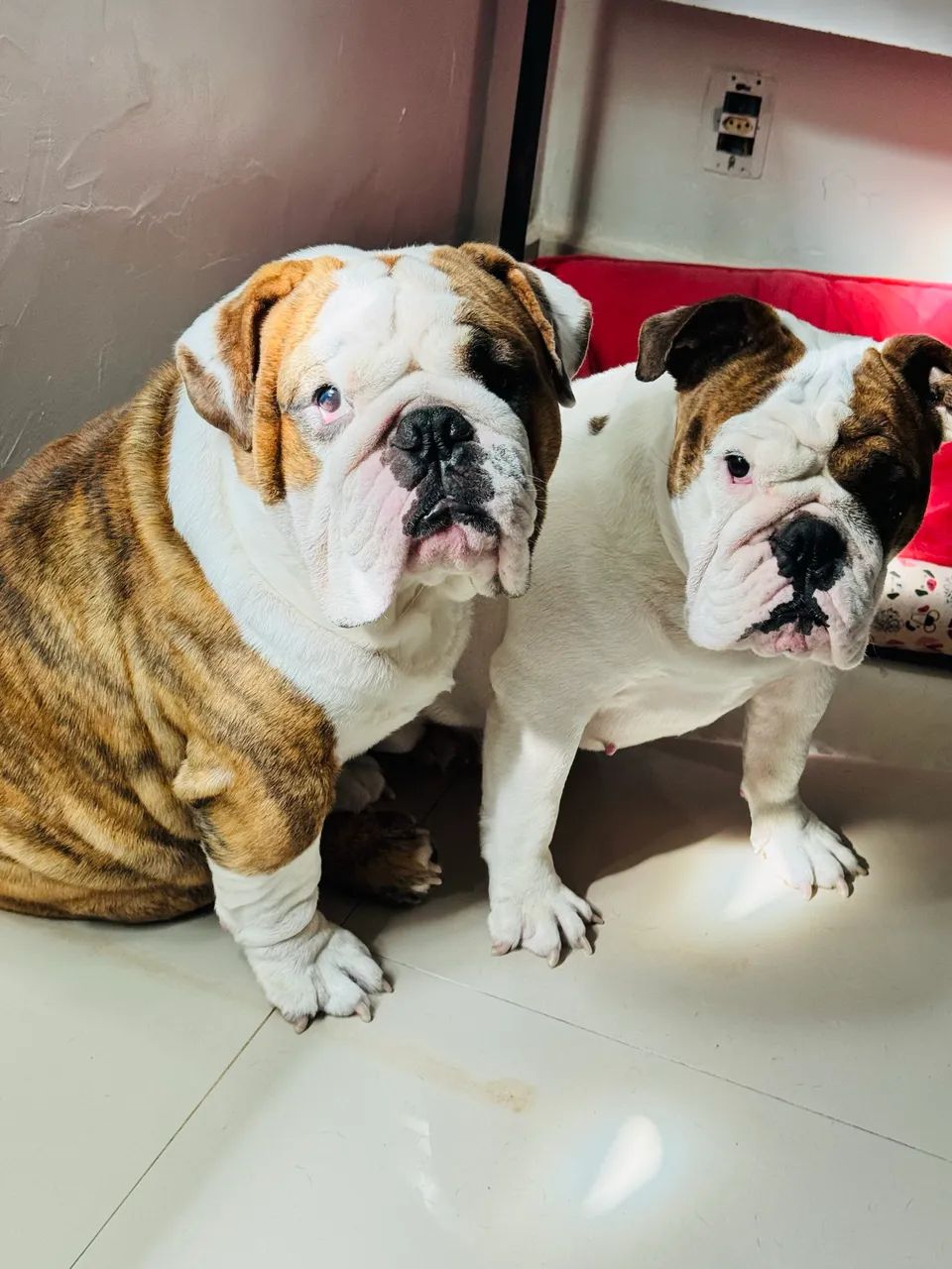Cachorro - Foto 5