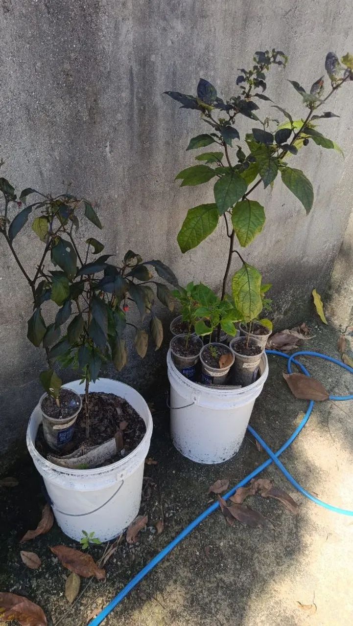 VENDO COLEÇÃO DE PIMENTAS + VASOS E SEMENTEIRAS - Foto 2