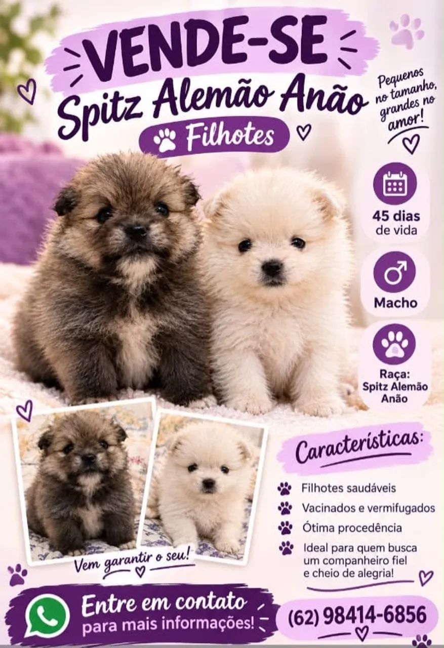 Vende se spitz alemão 