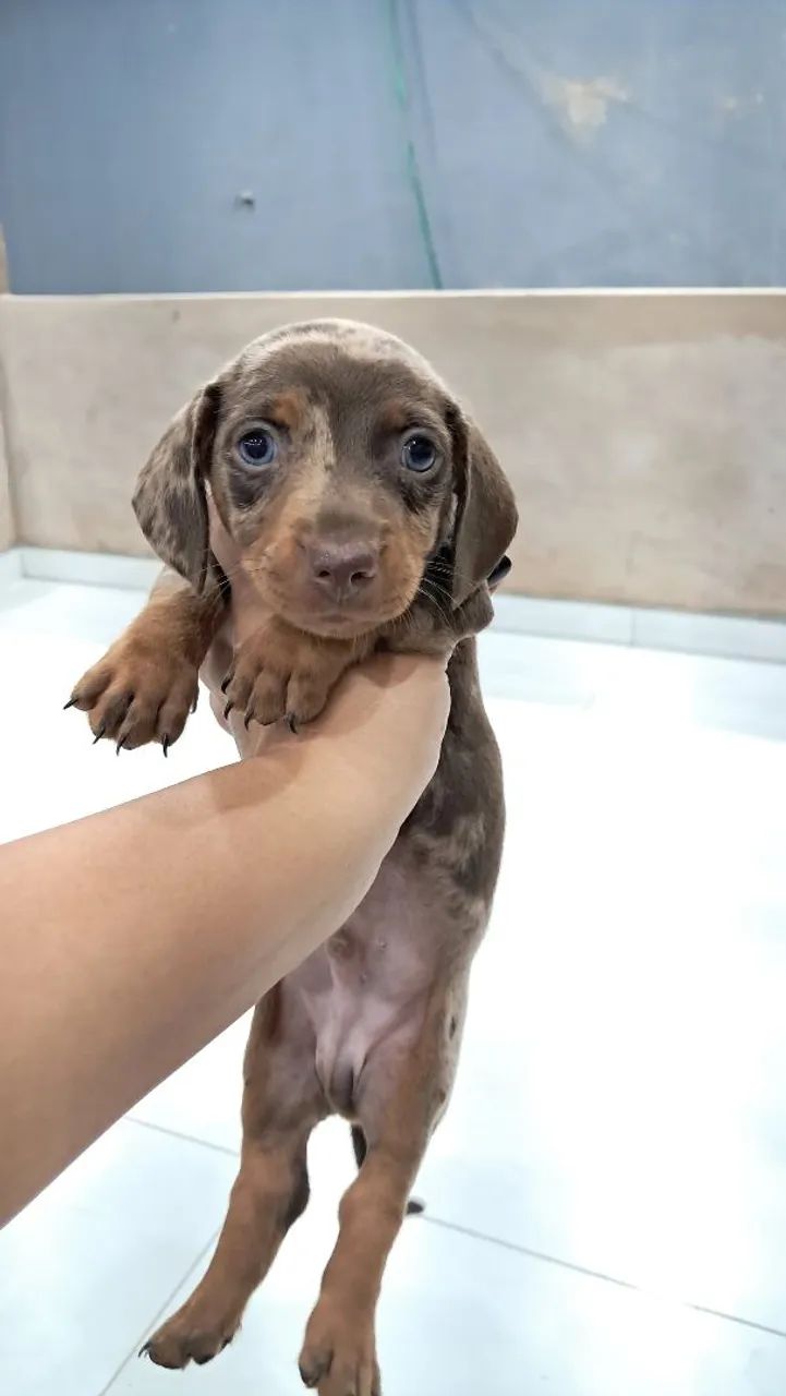 Dachshund Merle Chocolate Macho - Foto 4