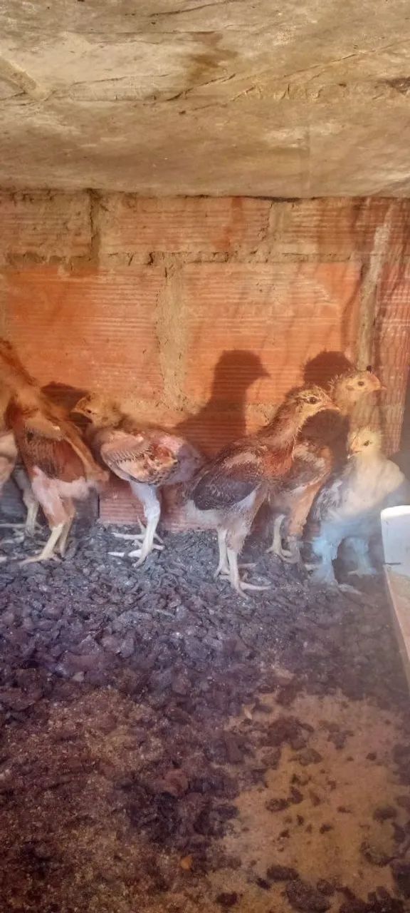 Pintos da raça Brahma e de capoeira  - Foto 2