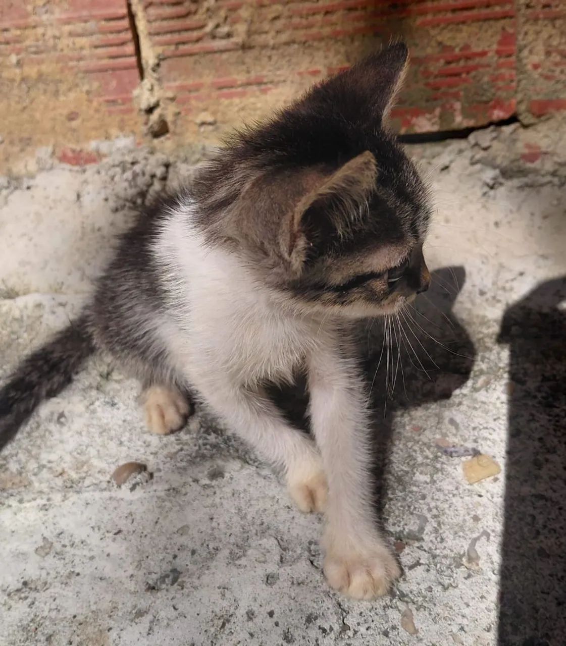 Gato de doação  - Foto 3