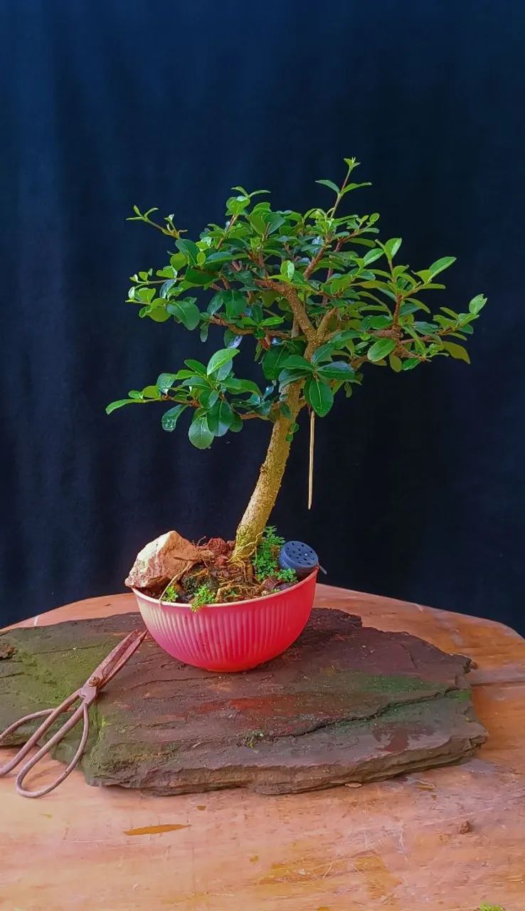 Bonsai acerola  - Foto 3