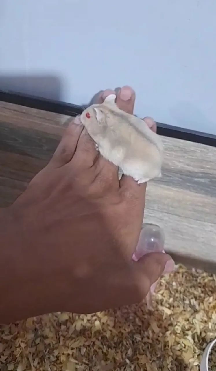 Hamster anão russo  - Foto 3