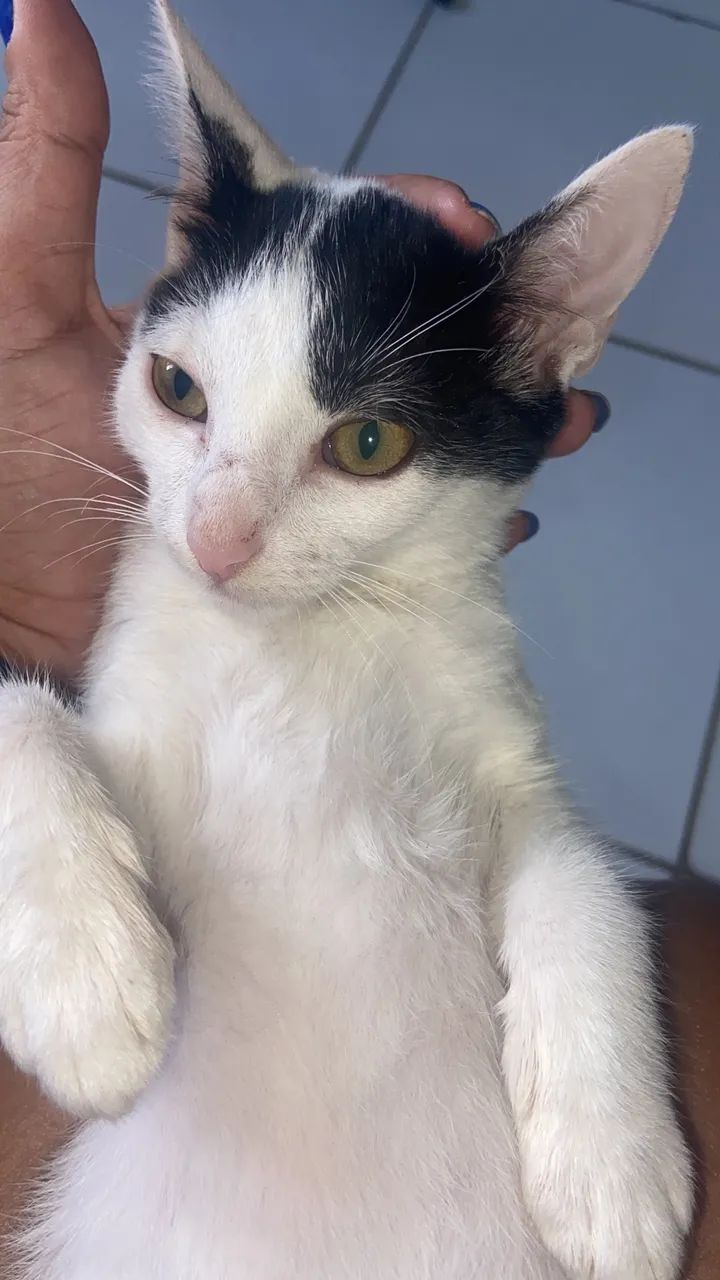 Gata para adoção 