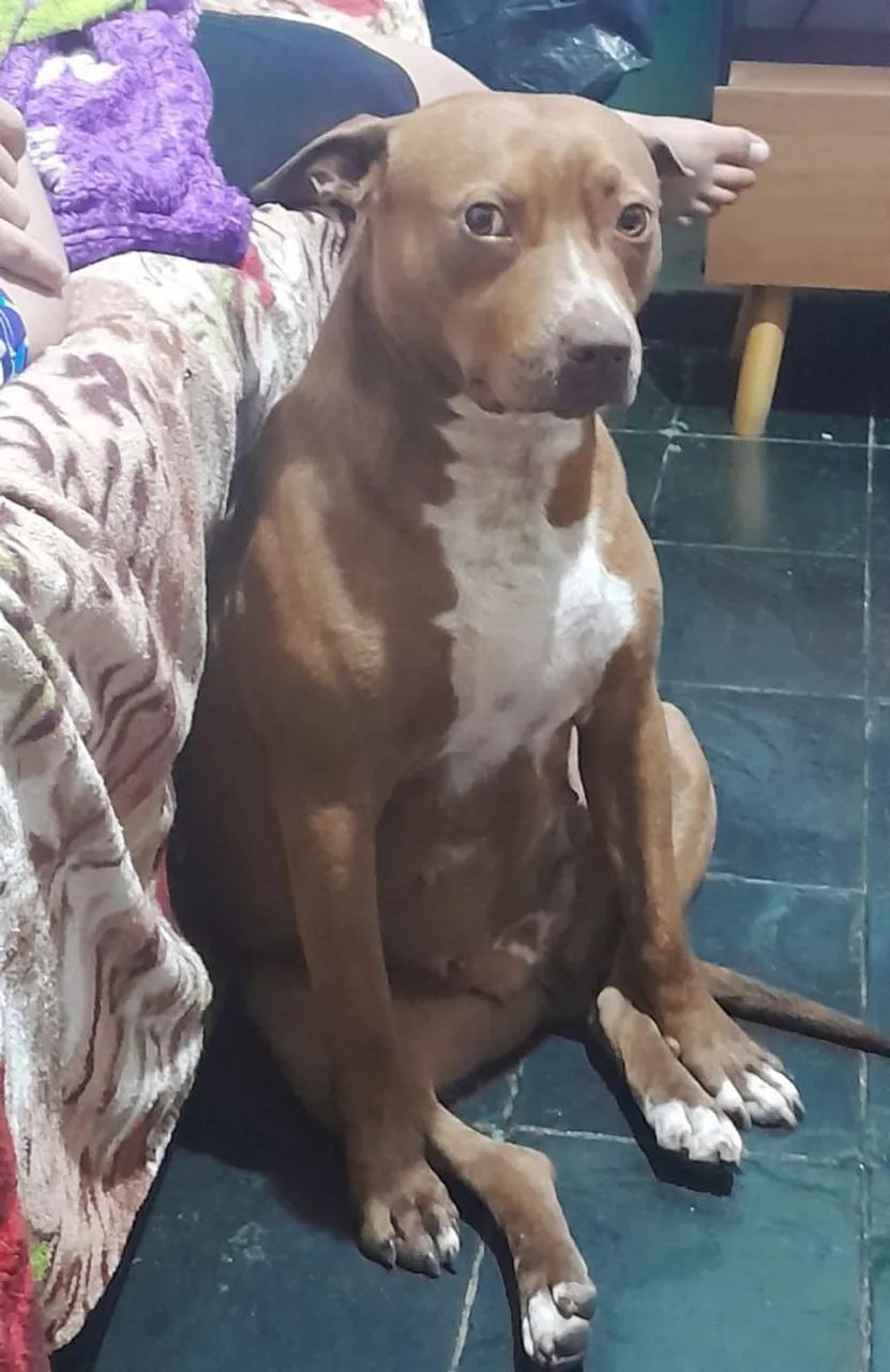 Doacao pit bull - Foto 2