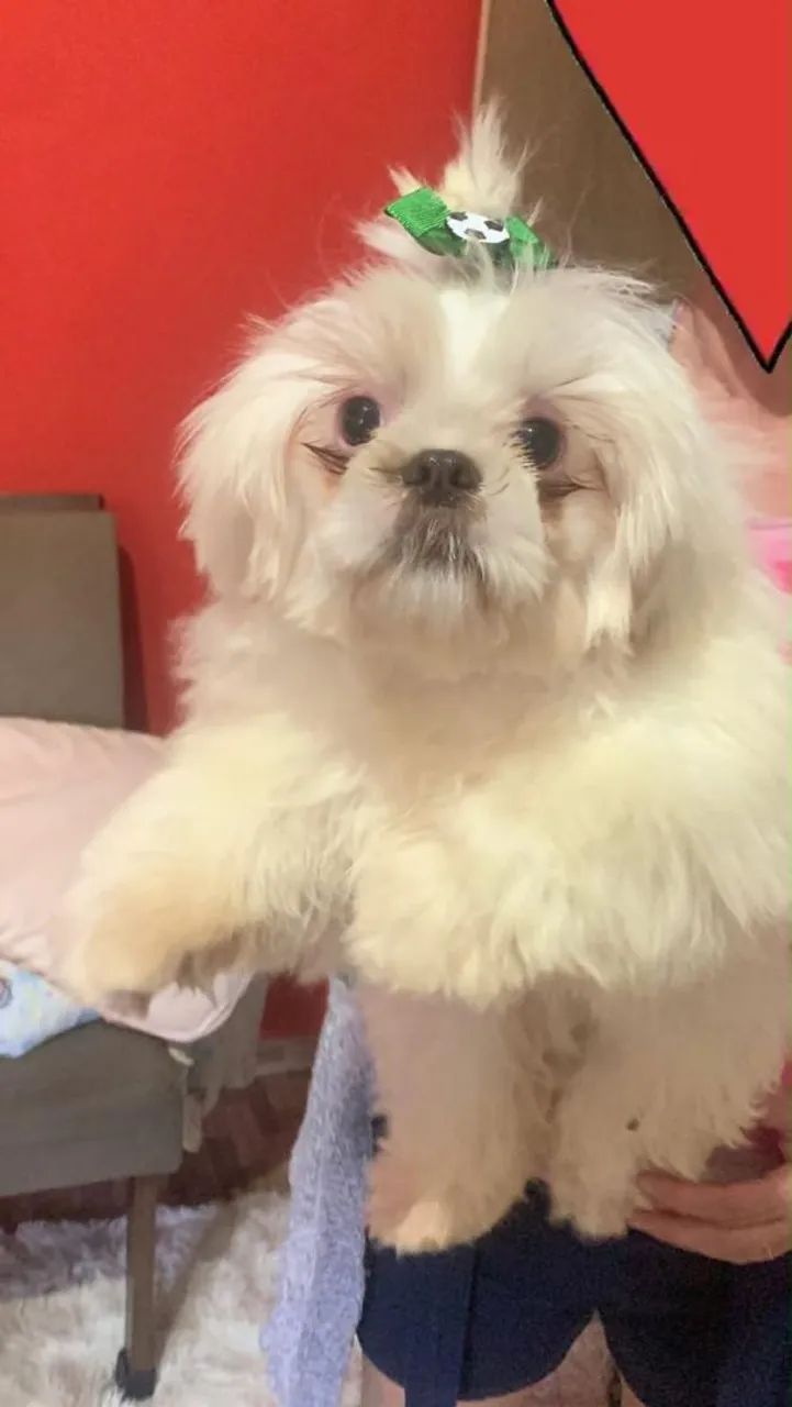 Macho Shitzu 
