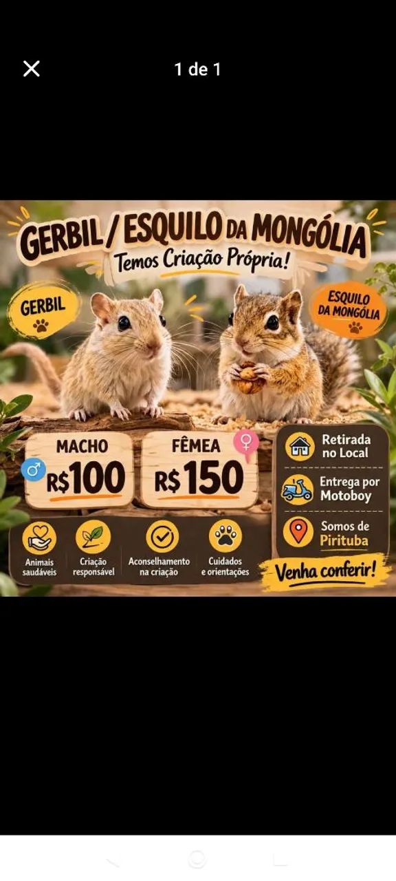 Esquilo da mangolia gerbil 