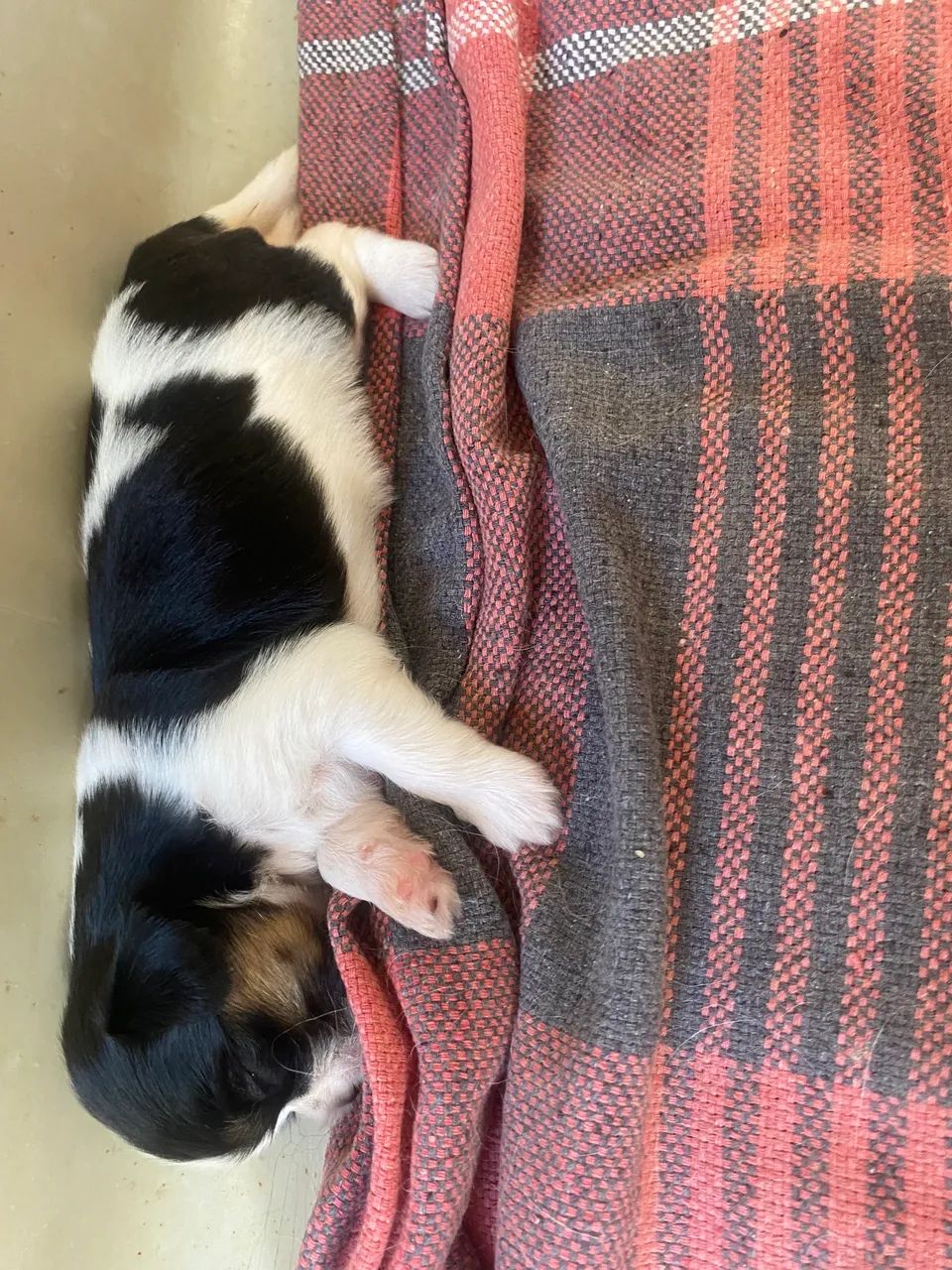 Cachorro da raça chip Sul - Foto 2
