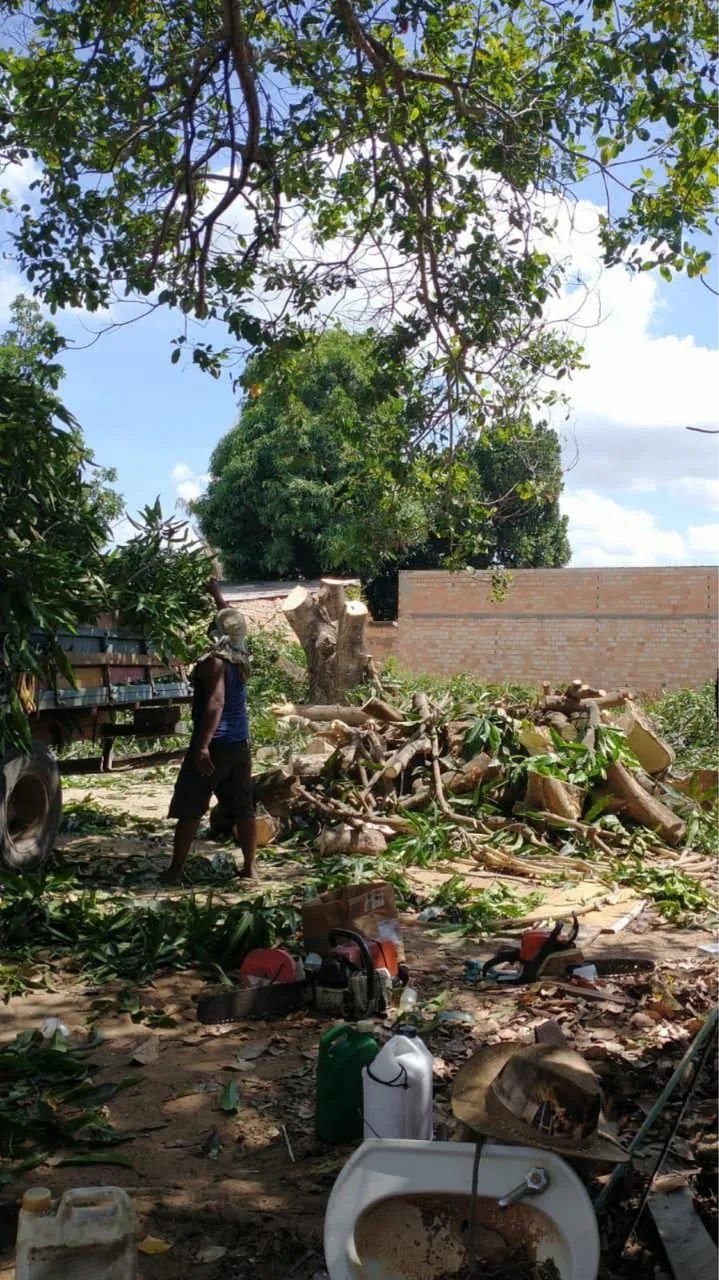 Cortes e podas de árvores de todos os tamanhos  - Foto 4