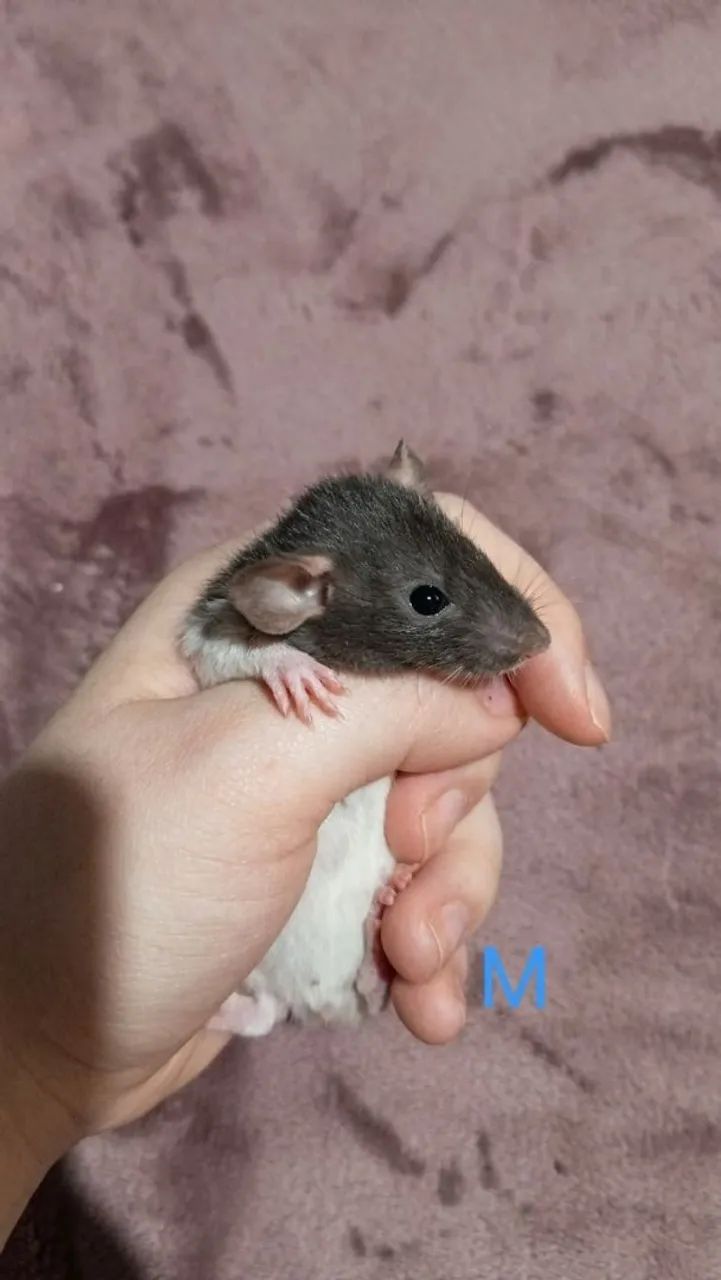 Vendo twisters/roedores/ratos - Foto 3