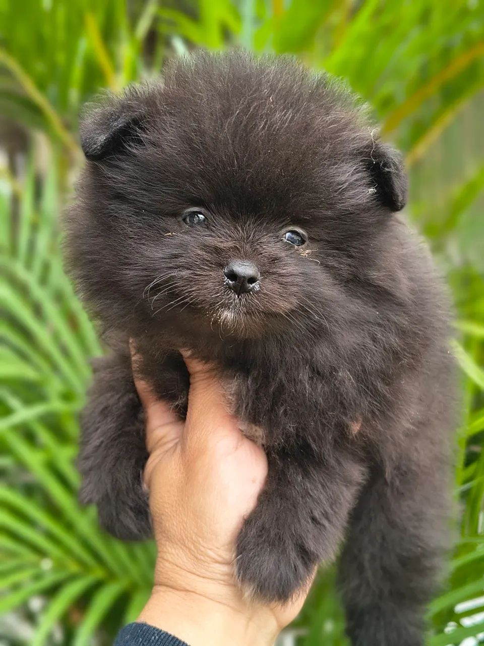 Spitz alemão  - Foto 2
