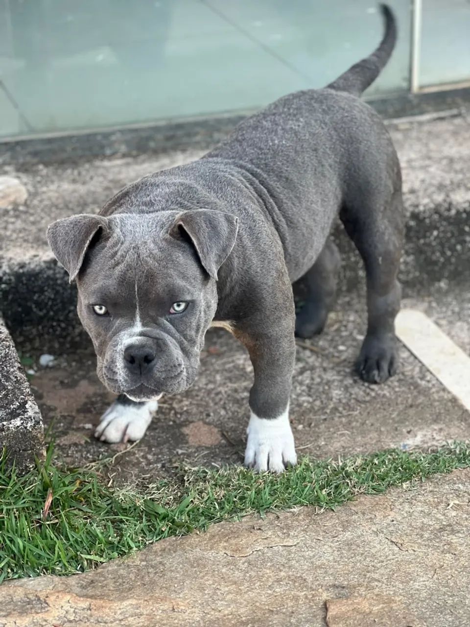 American Bully Macho  - Foto 4