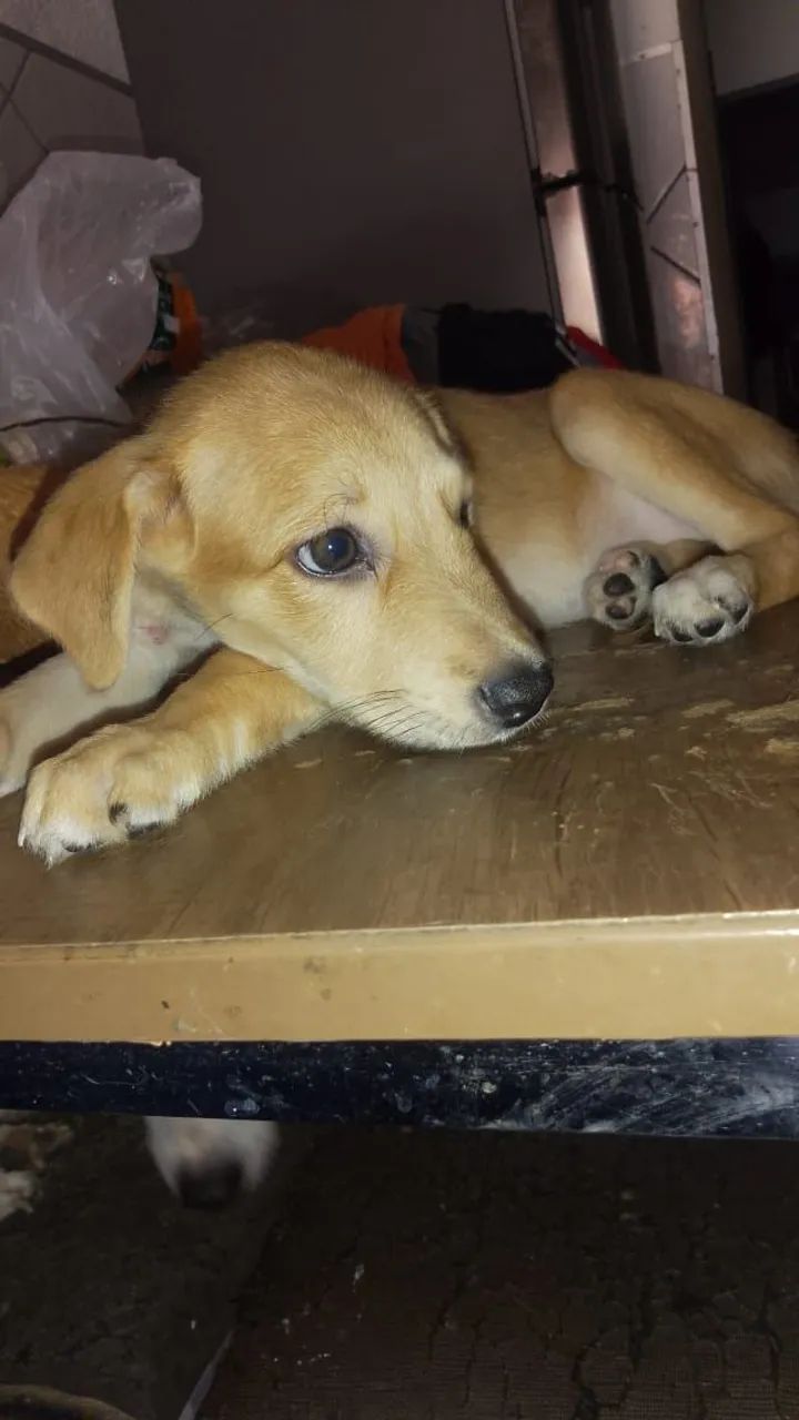 Cachorrinha para doação responsável 