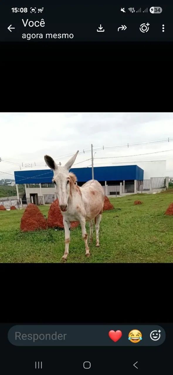 Jumenta