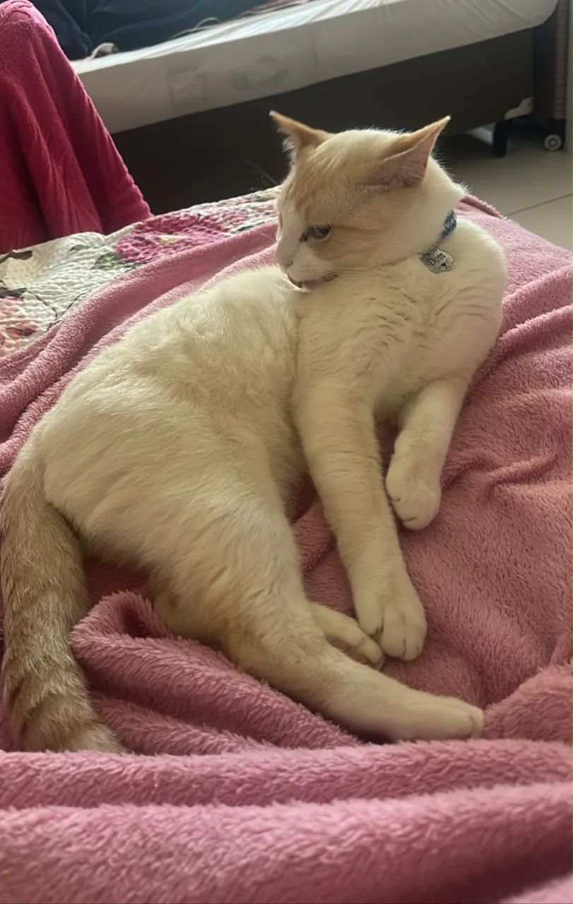 Gato branco - Foto 2