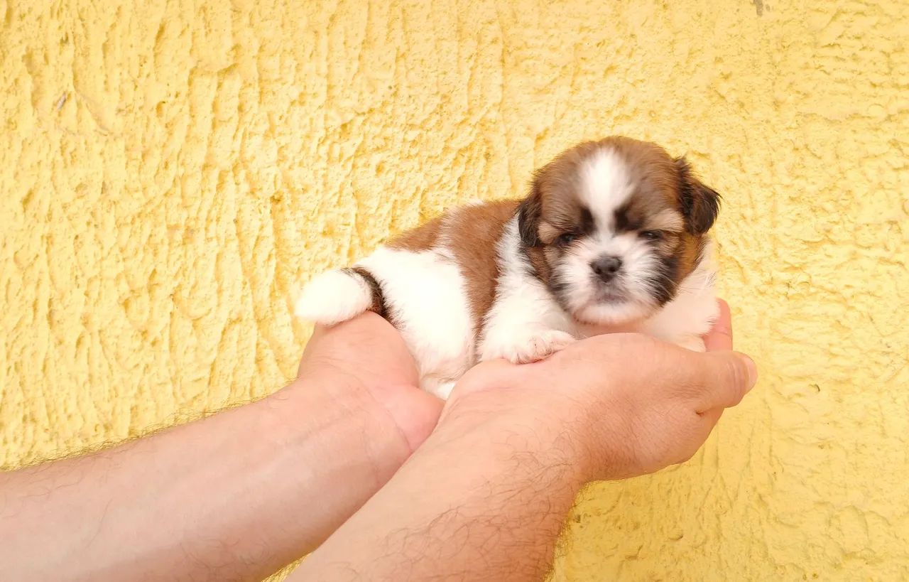 Shih tzu Mini PURO ORIGINAL! - Foto 4