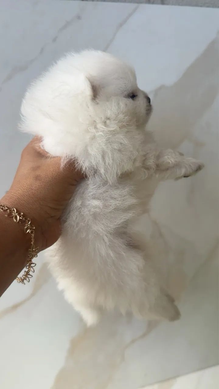 Spitz branco neve 