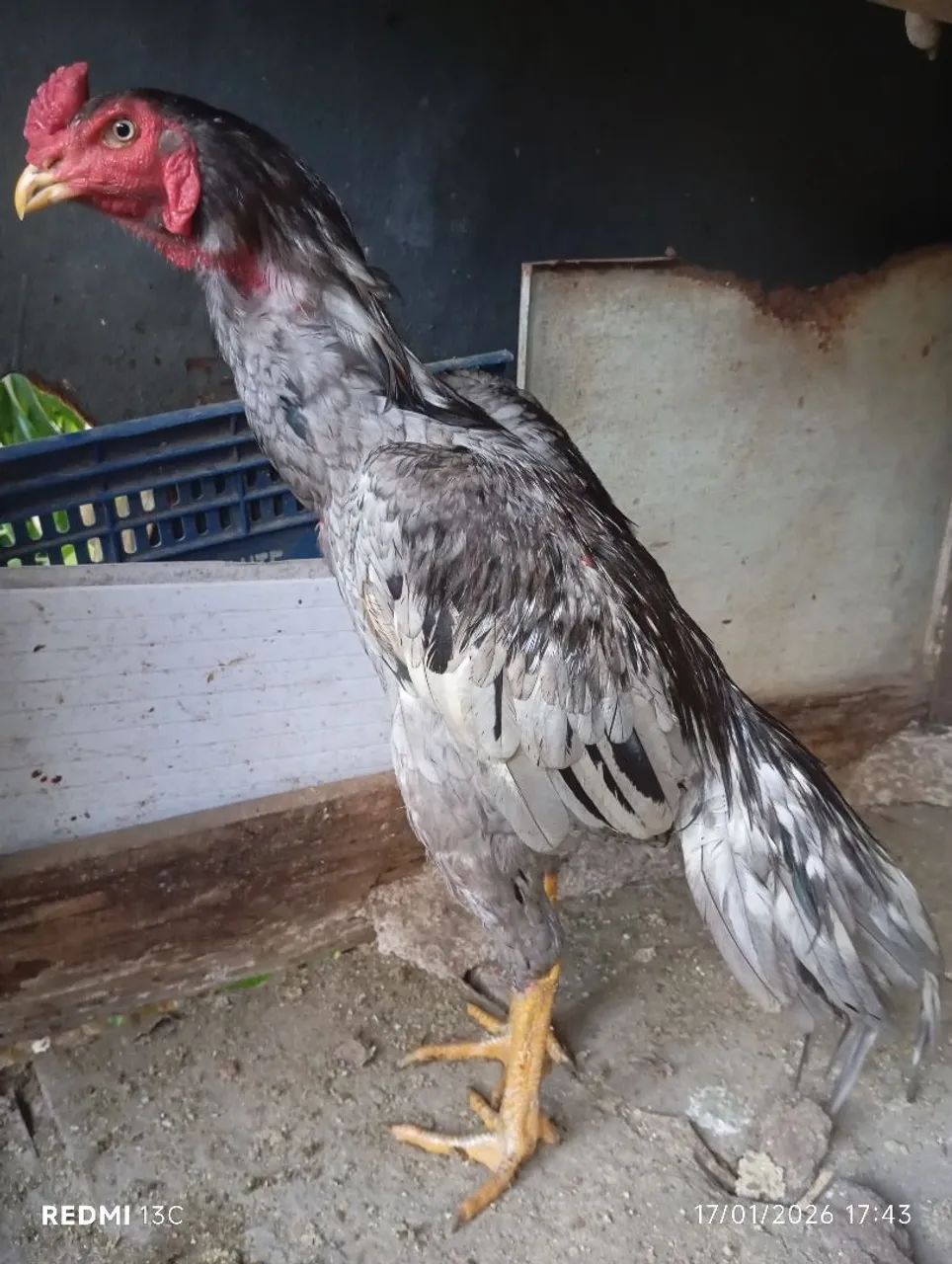 Frango índio cinza  pulva - Foto 3