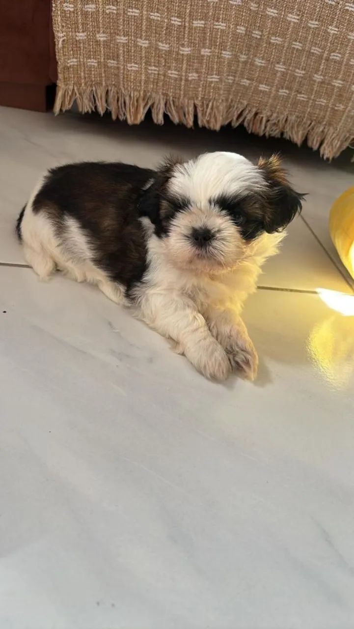 Shih tzu  - Foto 2