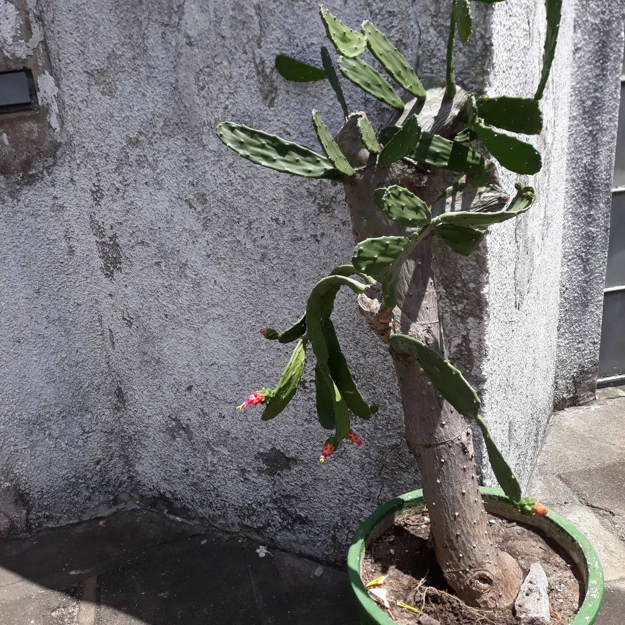 Planta - Foto 2