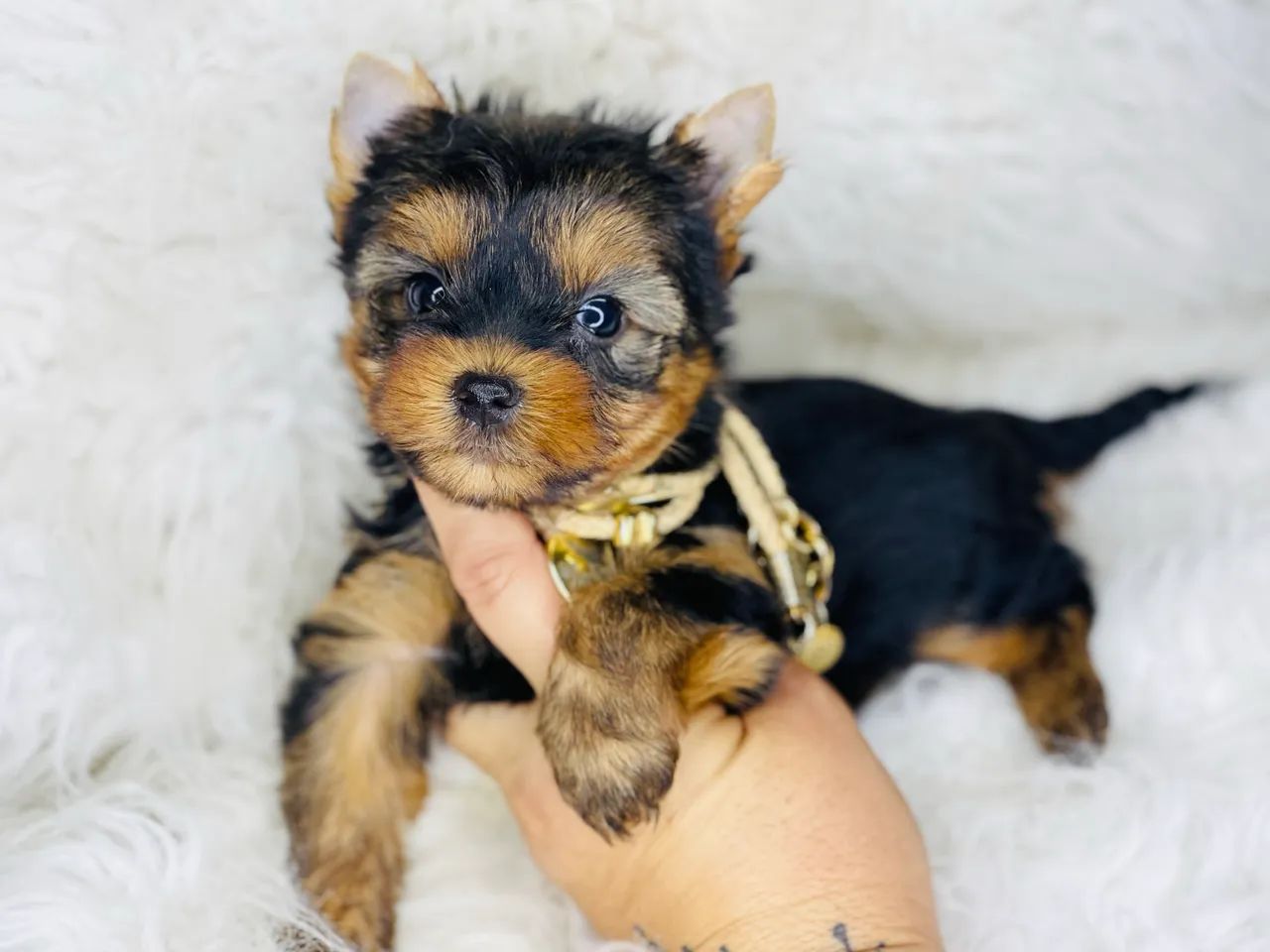 Lindo macho  mini york com pedigree - Foto 5