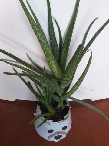 Babosa 