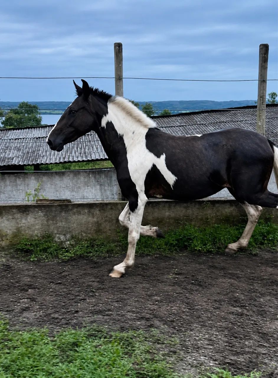 Potra mangalarga  - Foto 2