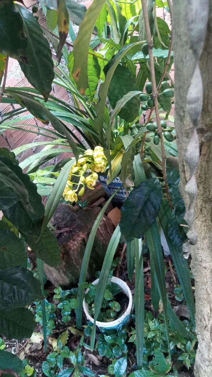 Casal procura serviço de caseiro 