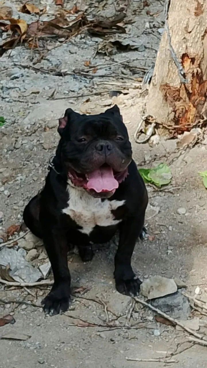 American Bully  - Foto 2
