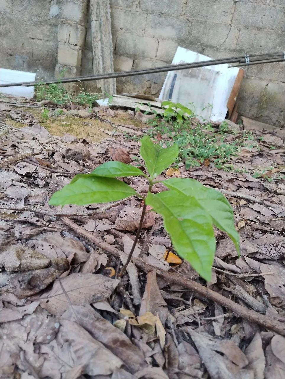 Mudas de Abacate  - Foto 2