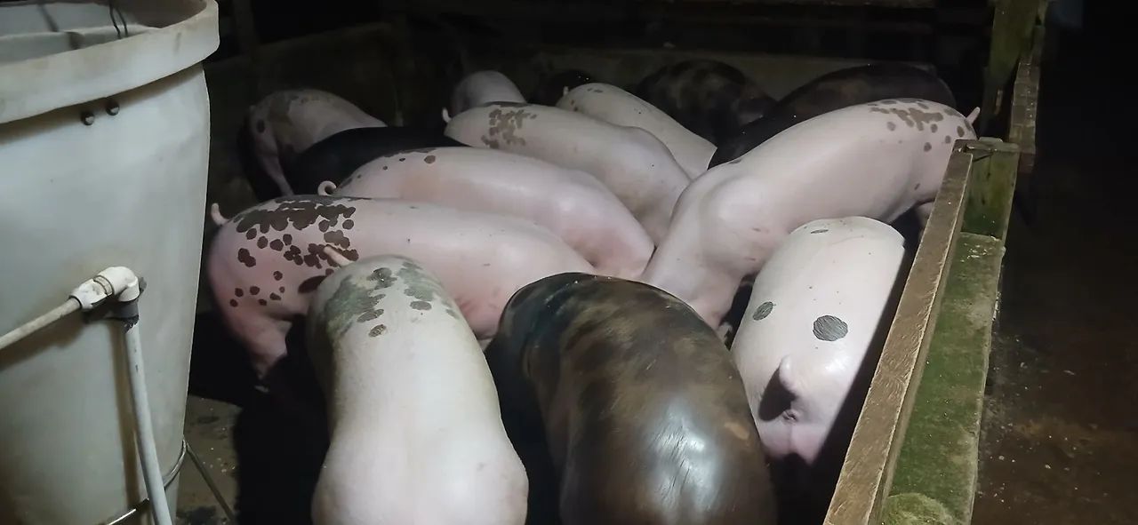 Suínos? 