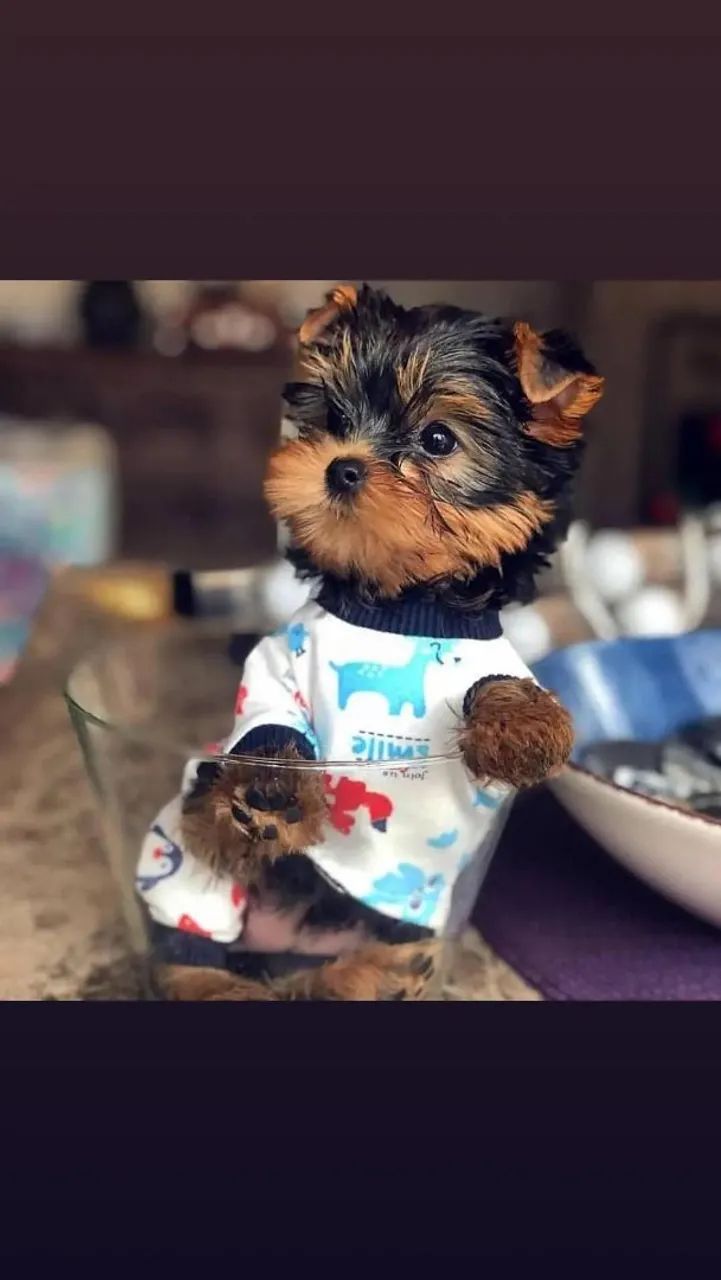 Yorkshire terrier micro com pedigree linhagem importada! - Foto 2