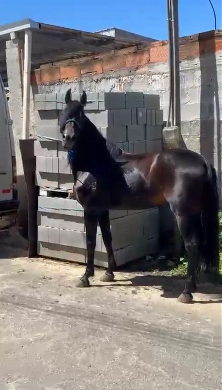 Cavalo manga larga - Foto 4