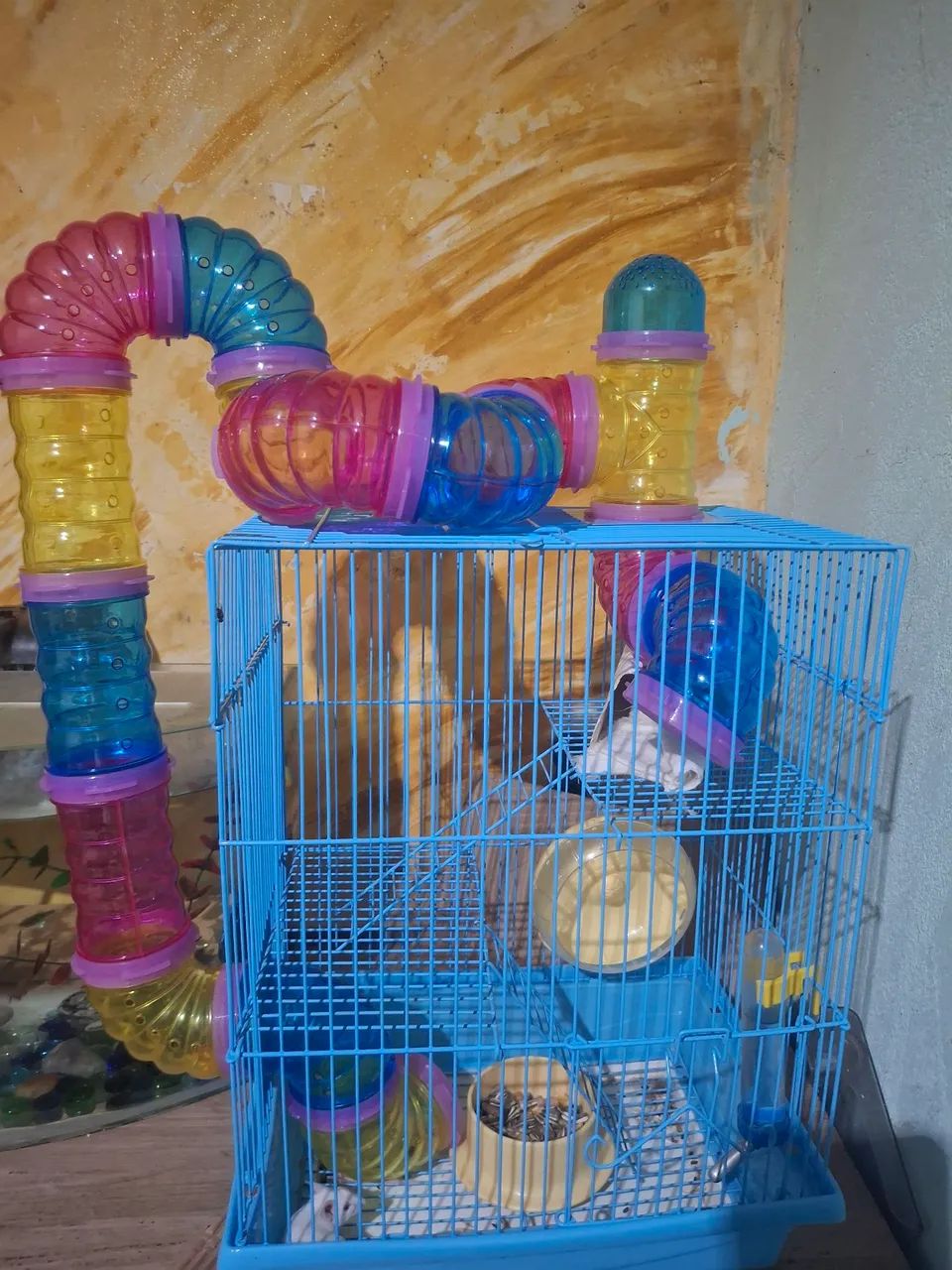 Camudongo e hamister