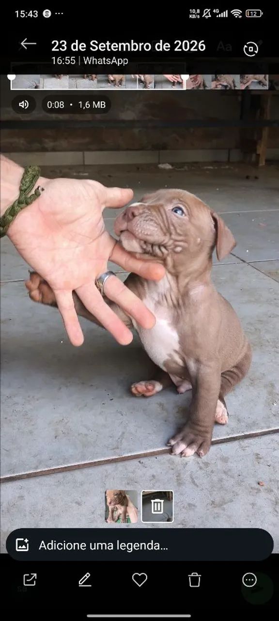 Pitmonster