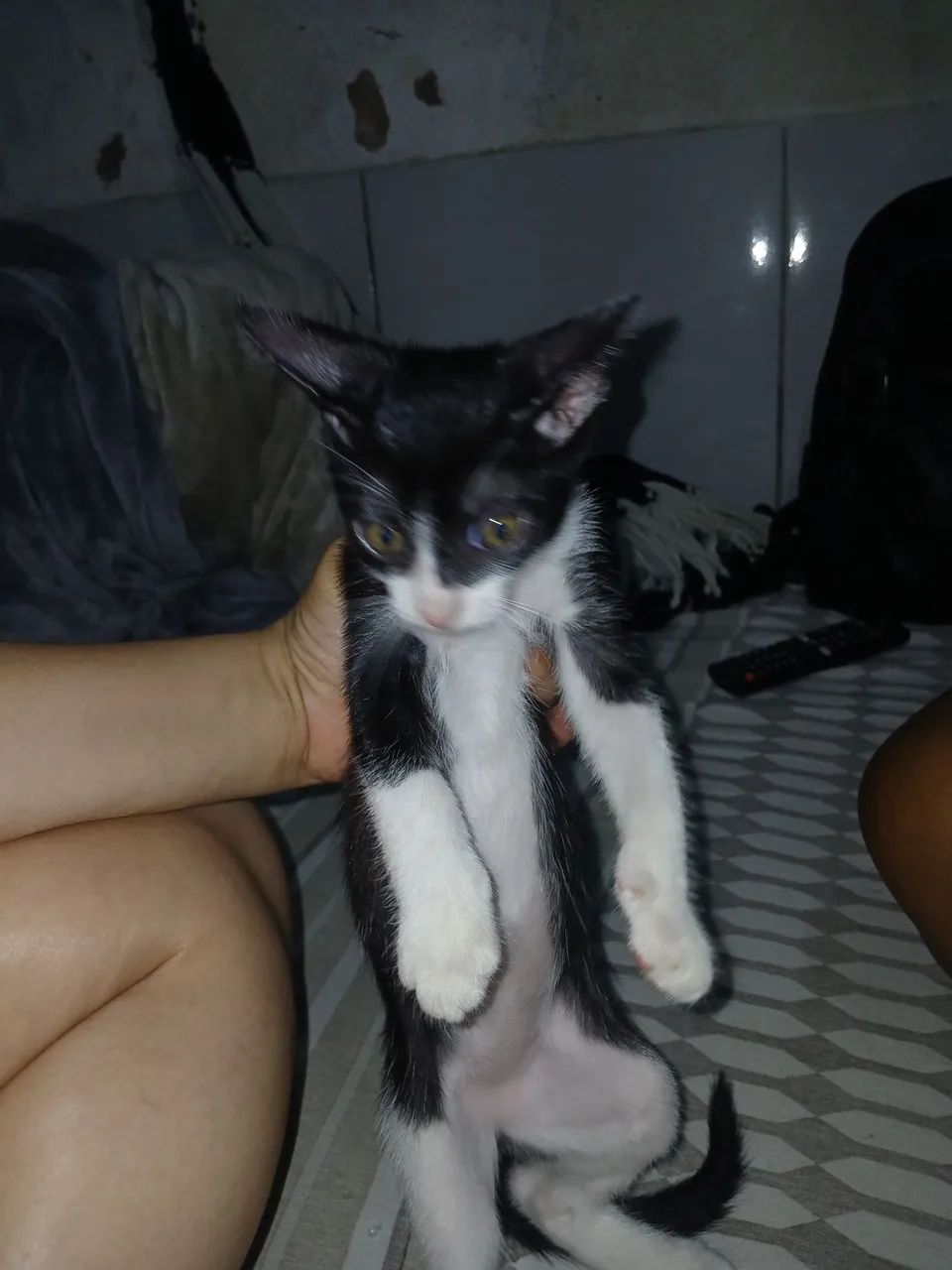 Doação gatos - Foto 2